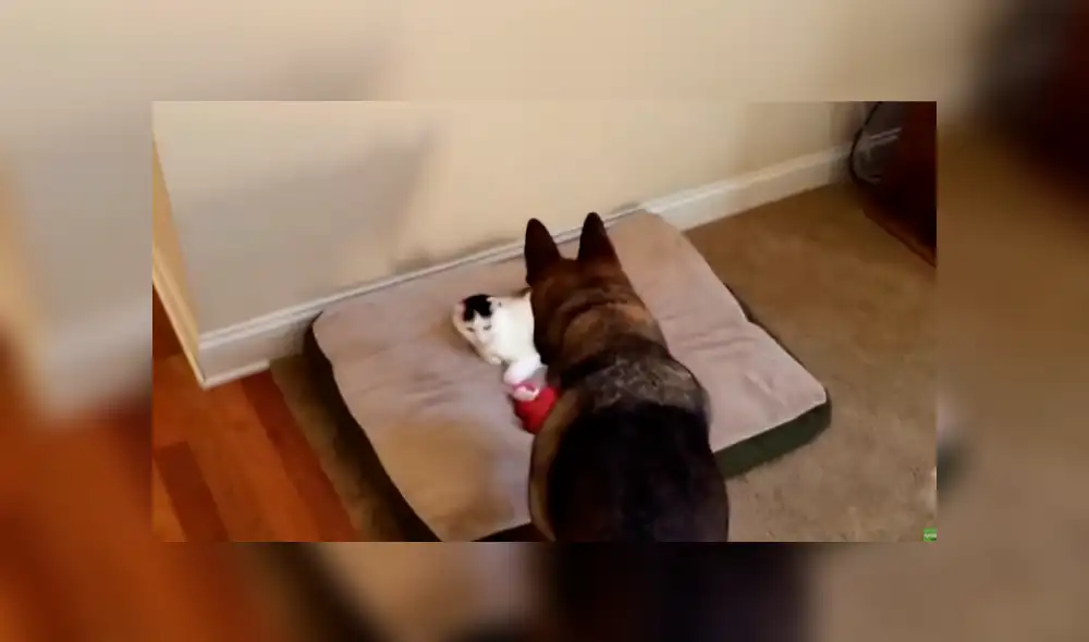 Un video viral muestra el momento en el que un perro se acera a un gato a reclamarle por encontrarlo acostado en su cámara.