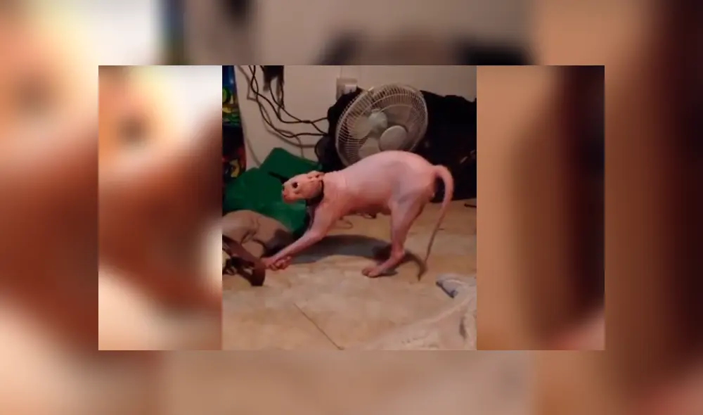 Un hombre decidió colocarse una terrorífica máscara y darle un gran susto a su mascota. Un hombre decidió colocarse una terrorífica máscara y darle un gran susto a su mascota.