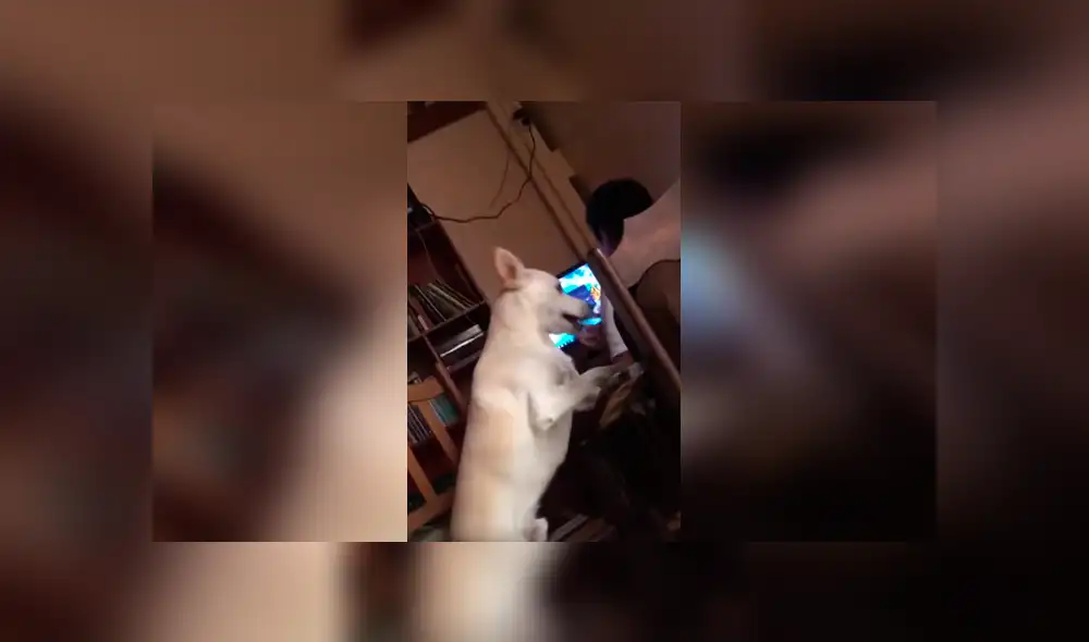 Desliza las imágenes hacia la izquierda para conocer el duro comportamiento de un perro para vigilar a su dueño.