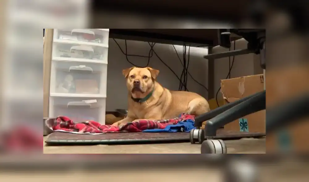 Facebook: perro abandonado roba cosas para no sentirse solo y conseguir cariño [VIDEO]