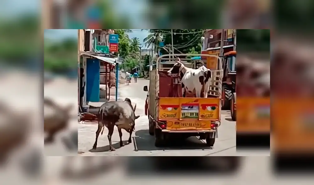 Desliza las imágenes hacia la izquierda para conocer la conmovedora historia de un toro junto a su ‘pareja’. Fotocaptura: Facebook. Desliza las imágenes hacia la izquierda para conocer la conmovedora historia de un toro junto a su ‘pareja’. Fotocaptura: Facebook.