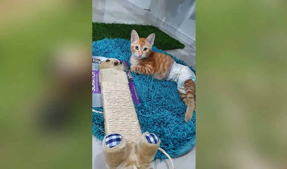 Desliza las imágenes para conocer un poco más de este gatito que se ha vuelto famoso en TikTok y otras redes sociales. Foto: captura de Instagram/ soyelgatoleopoldo Desliza las imágenes para conocer un poco más de este gatito que se ha vuelto famoso en TikTok y otras redes sociales. Foto: captura de Instagram/ soyelgatoleopoldo