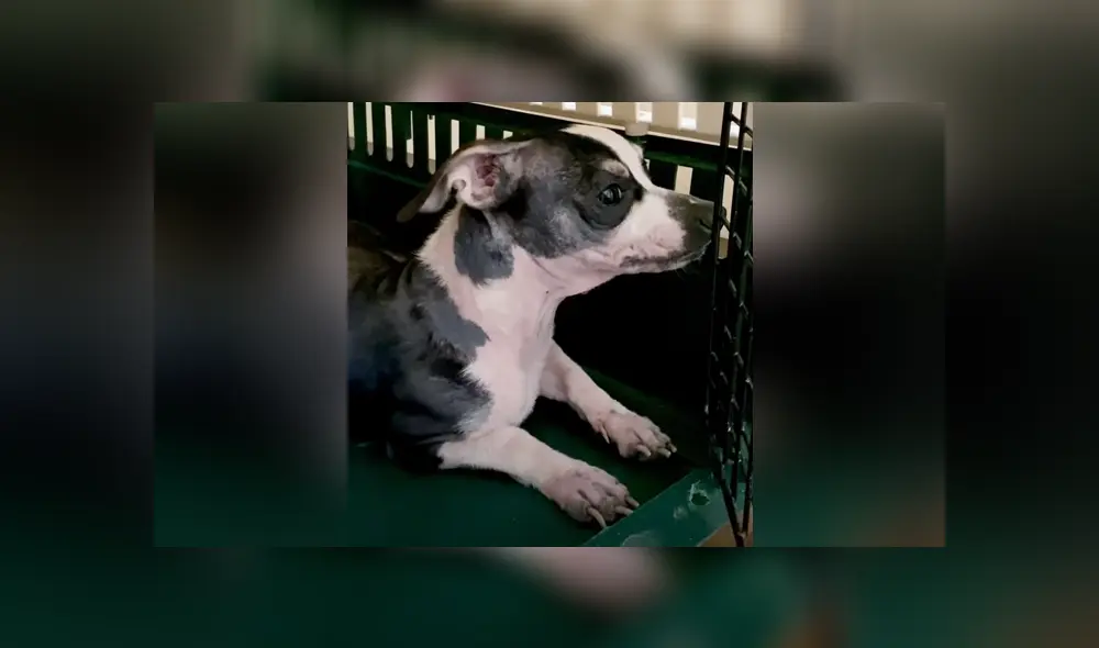 Una casa que acoge animales abandonados se encargó de cuidar a una perrita chihuahua que había sido rescatada. Foto: YouTube