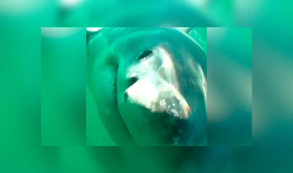 YouTube viral: hambriento tiburón ve cámara acuática y lo destroza con letal mordisco [VIDEO] 