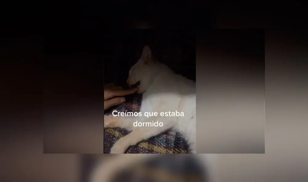 Desliza las imágenes para ver el increíble susto que le hizo pasar este gato a su dueña. Foto: captura/TikTok Desliza las imágenes para ver el increíble susto que le hizo pasar este gato a su dueña. Foto: captura/TikTok