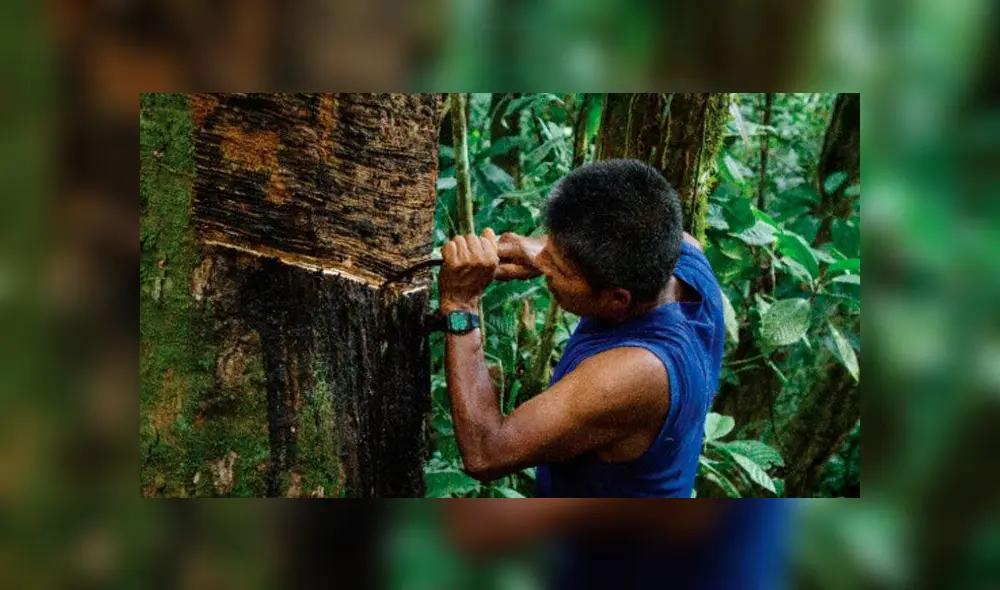 Ministerio de Agricultura ayuda a comunidades mediante SERFOR. Créditos: SERFOR. Ministerio de Agricultura ayuda a comunidades mediante SERFOR. Créditos: SERFOR.