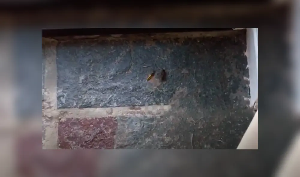 Un joven grabó el momento en que una avista defendió a su compañera del brutal ataque de una araña. Un joven grabó el momento en que una avista defendió a su compañera del brutal ataque de una araña.