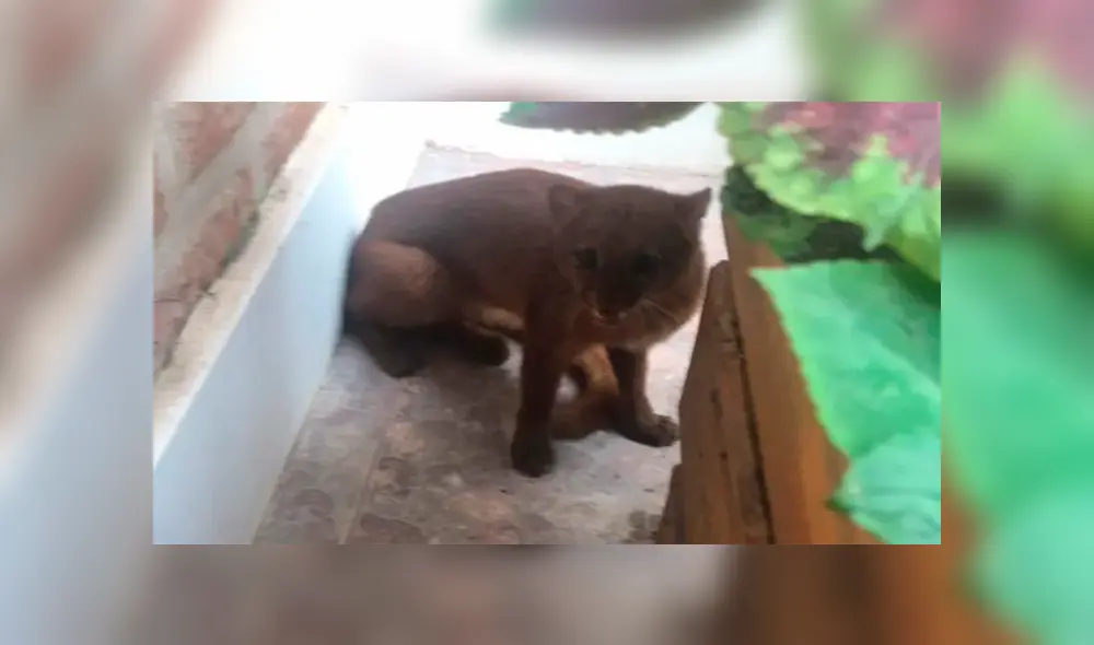 El puma yaguarundí es una especie considerada en peligro de extinción.