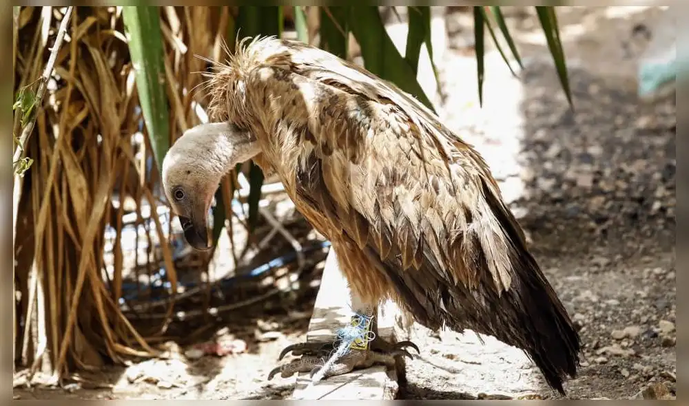 Nelson, el buitre acusado de espía que terminó preso en un país en guerra  [VIDEO]