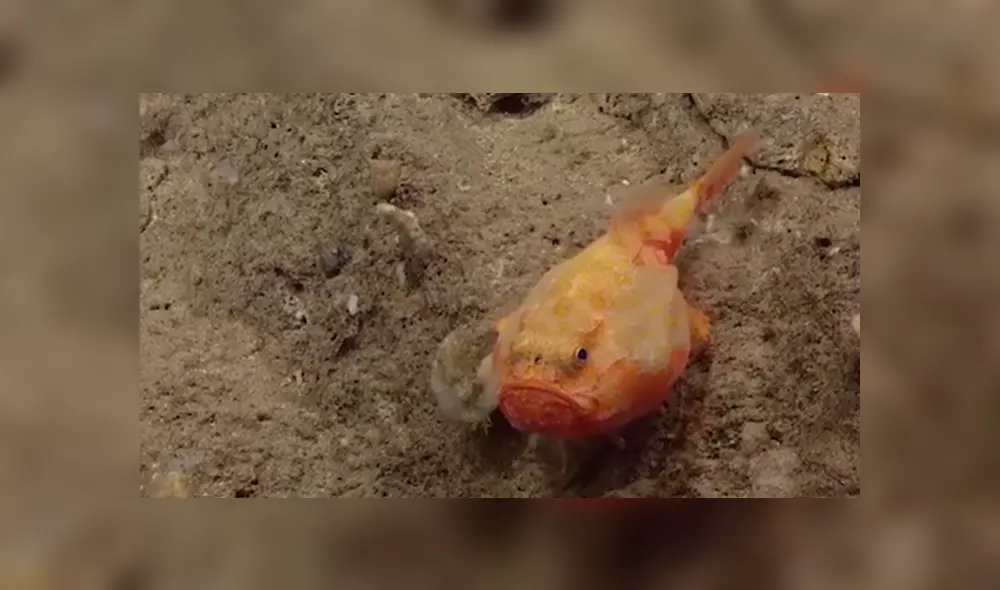 YouTube viral: buzo ingresa al fondo del océano y encuentran a extraño pez con cuatro ‘patas’