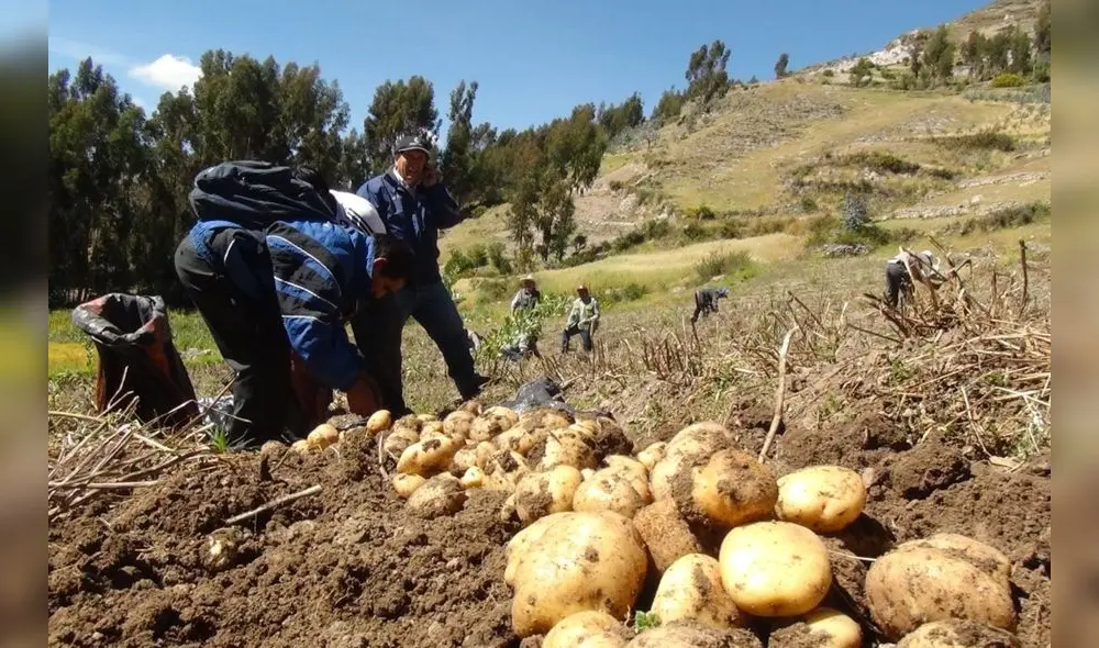 Exportación de papa peruana con preocupación.