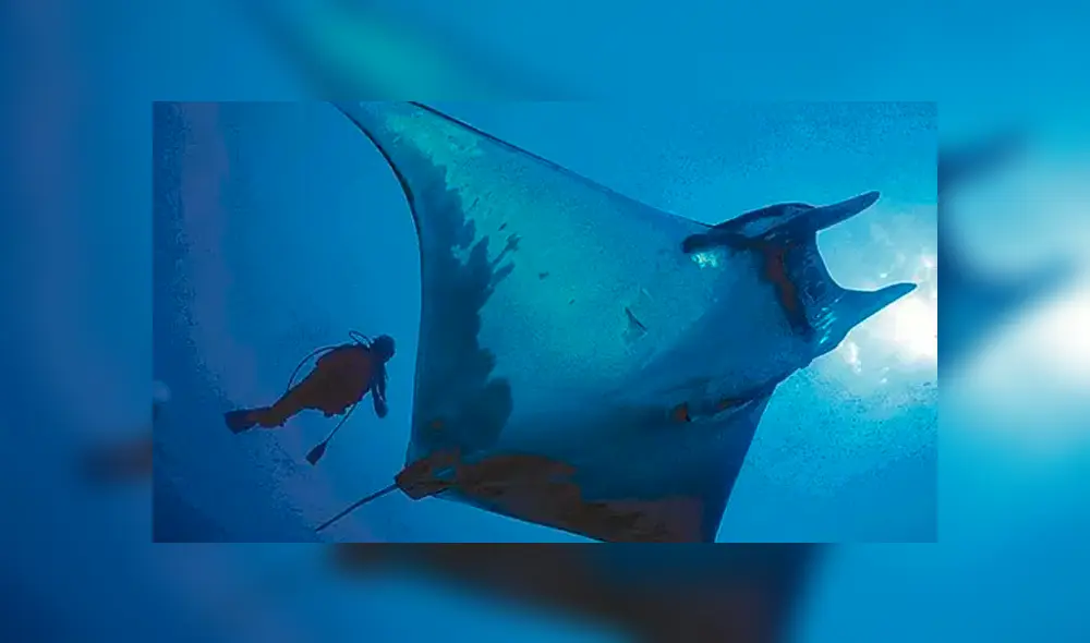 La mantarraya pidió auxilio en Costa de Ningaloo, Australia. Foto: Difusión