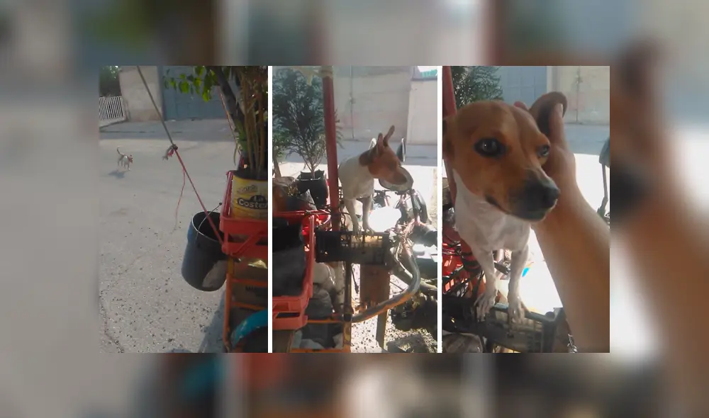 Desliza las imágenes para apreciar el tierno comportamiento de un perro para estar con su dueño en el trabajo. Fotocaptura: Facebook.