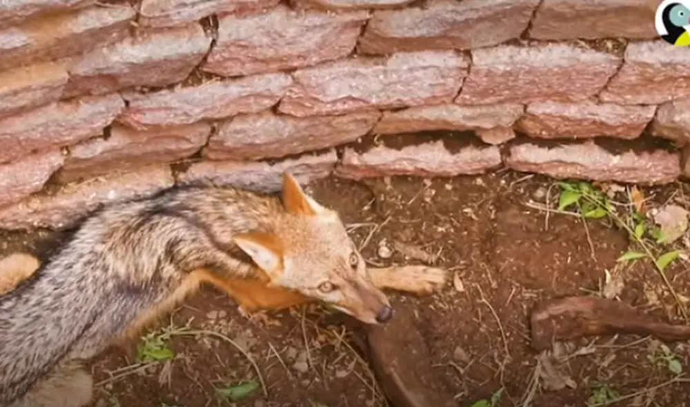 Desliza hacia la izquierda para ver las imágenes del video viral. Foto: Captura de YouTube.