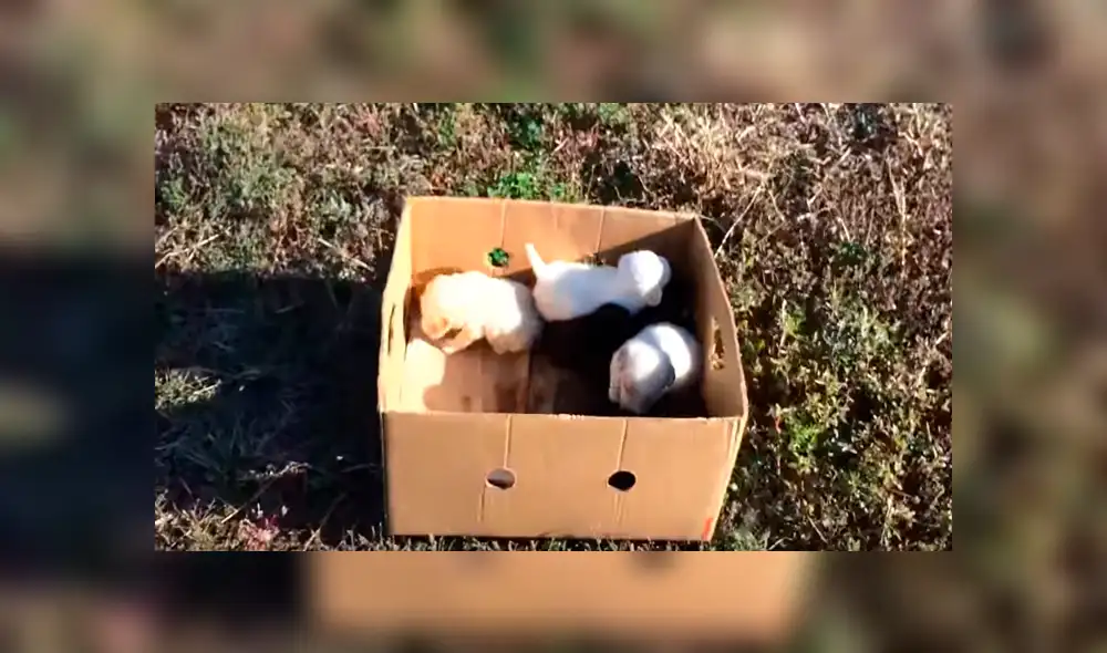 En YouTube, un hombre encontró a unos indefensos perros bebés que fueron abandonados en medio de la carretera. En YouTube, un hombre encontró a unos indefensos perros bebés que fueron abandonados en medio de la carretera.