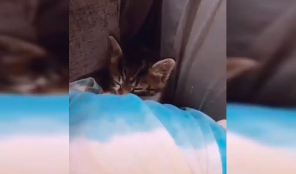 Desliza las imágenes hacia la izquierda para apreciar la tierna escena que protagonizó un gato bebé junto a su dueña. Fotocaptura: Facebook.