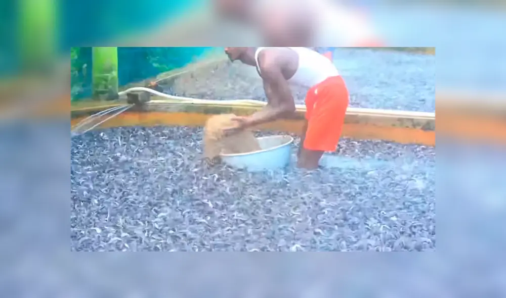 YouTube viral: arroja maíz en desolada piscina y millones de voraces criaturas surgen para devorarlo todo YouTube viral: arroja maíz en desolada piscina y millones de voraces criaturas surgen para devorarlo todo