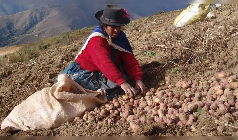 ¿Por qué el bajo precio de la papa? Exministro de Agricultura ensaya explicación