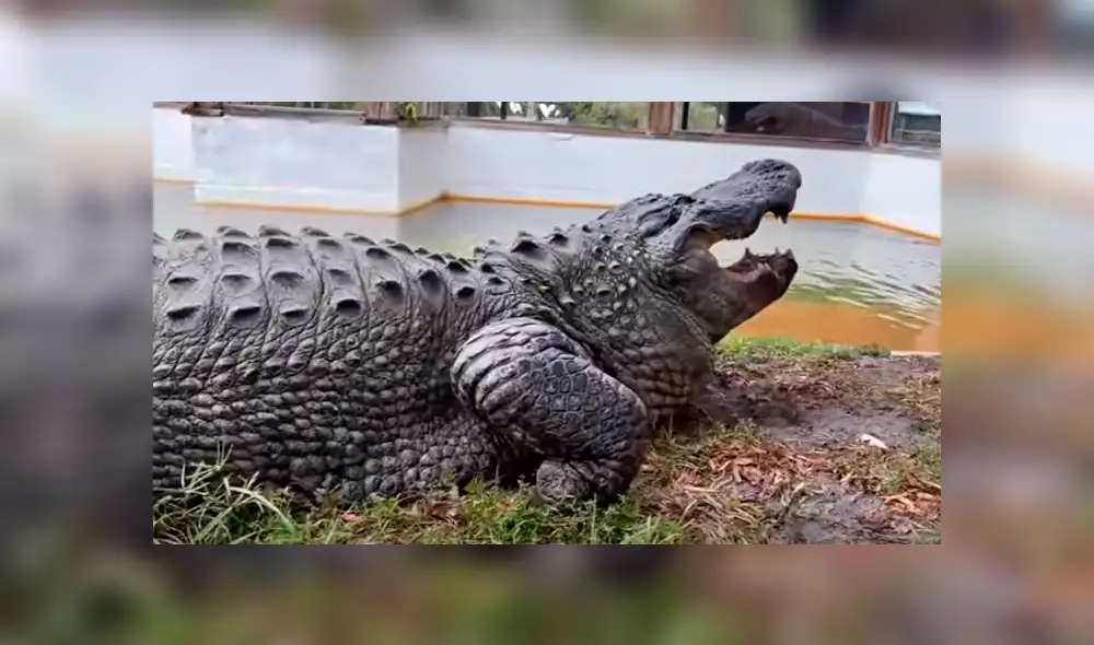 Desliza hacia la izquierda para ver el feroz ataque del cocodrilo. Escena que es viral en YouTube.