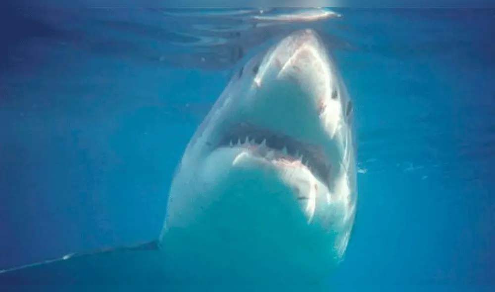 Facebook: las terribles imágenes de tiburones que se congelan antes de morir [FOTOS]