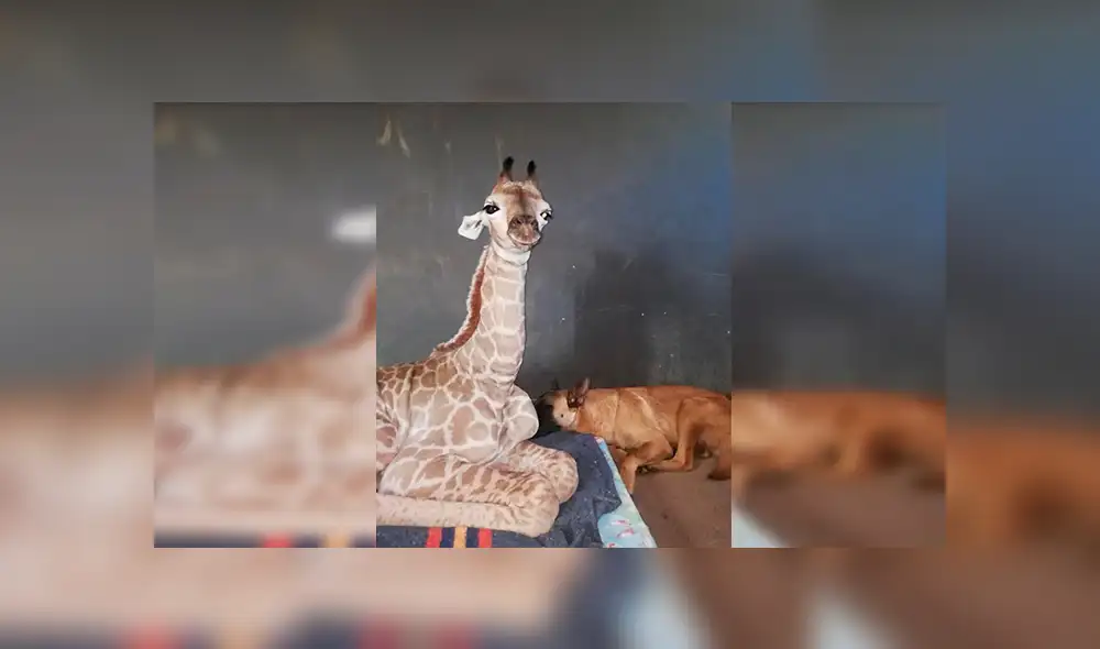 En Facebook, un perro estuvo pendiente de los cuidados de una bebé jirafa que fue abandonada por su madre. En Facebook, un perro estuvo pendiente de los cuidados de una bebé jirafa que fue abandonada por su madre.