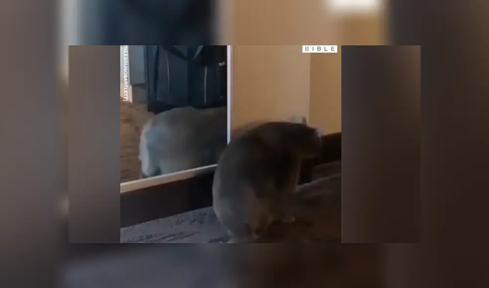 Facebook viral: gato con sobrepeso se ve por primera vez al espejo y tiene divertida reacción Facebook viral: gato con sobrepeso se ve por primera vez al espejo y tiene divertida reacción