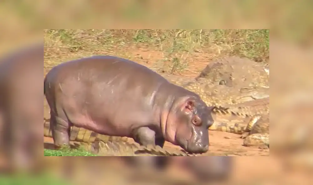 YouTube viral: bebé hipopótamo se enfrentó contra cocodrilo y enormes búfalos [VIDEO]