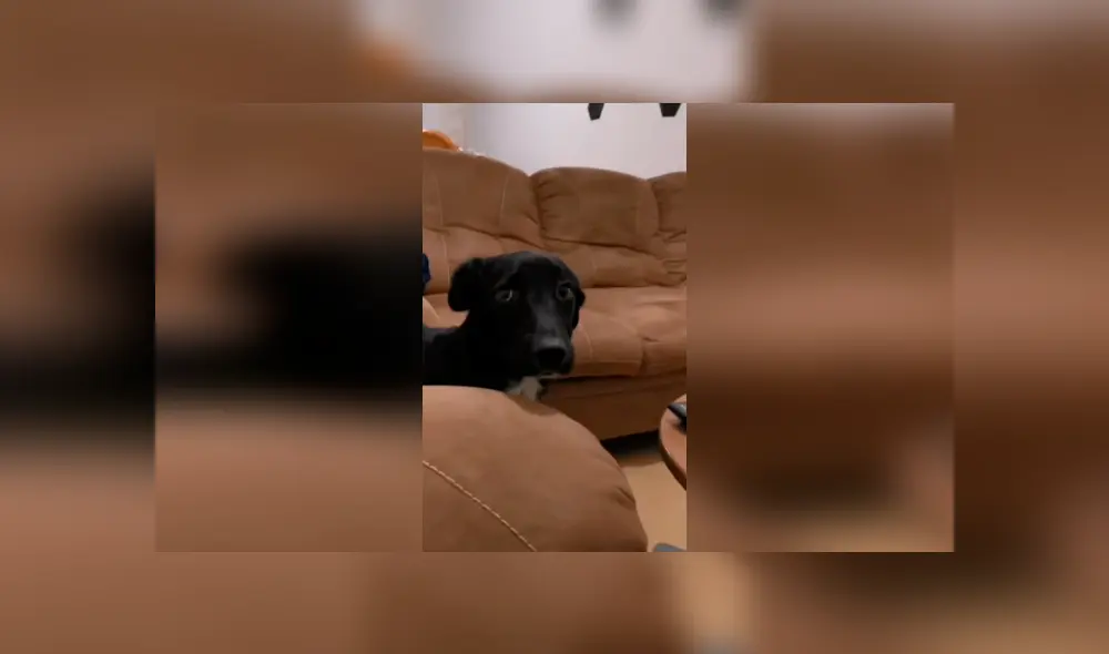 Desliza las imágenes para observar el terrible momento que vivió un perro al no lograr quitarle un pan a su dueña. Foto: Captura. Desliza las imágenes para observar el terrible momento que vivió un perro al no lograr quitarle un pan a su dueña. Foto: Captura.