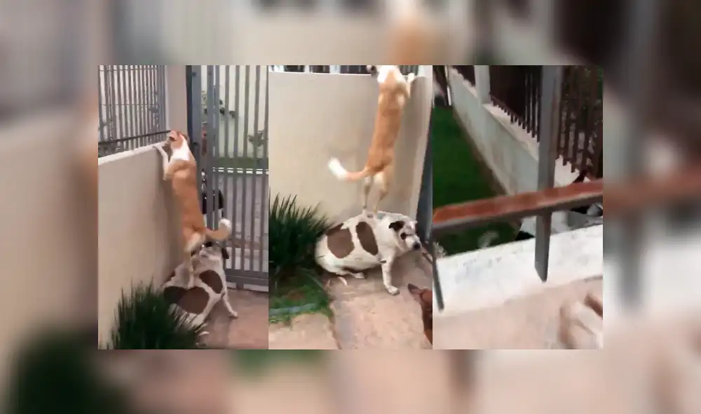 Facebook viral: graban a perro siendo el 'banquito' de su amigo que estaba 'enamorado' de la vecina [VIDEO]