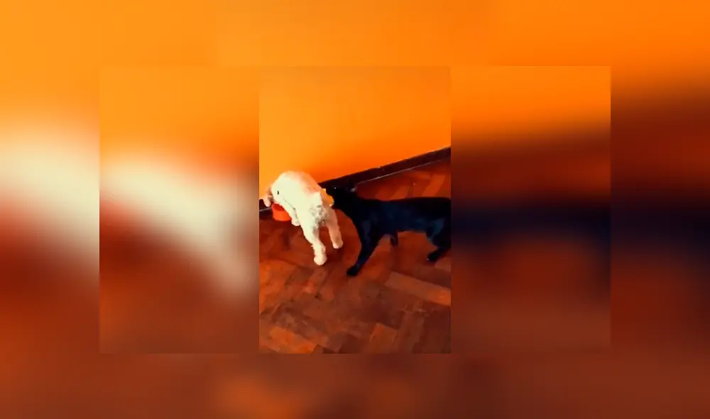 Desliza las imágenes para apreciar la travesura de un gato al fastidiar a su ‘compañero’ en ausencia de su dueño. Foto: Captura.