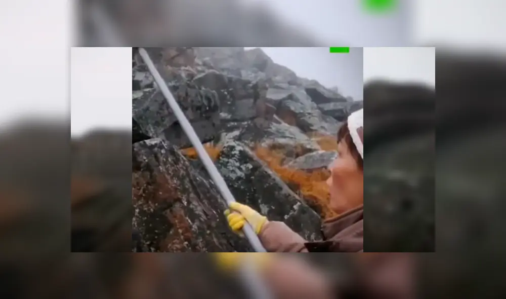 Reporteros fueron sorprendidos por el enorme depredador cuando estaban filmando un documental sobre sobre la conservación de los animales