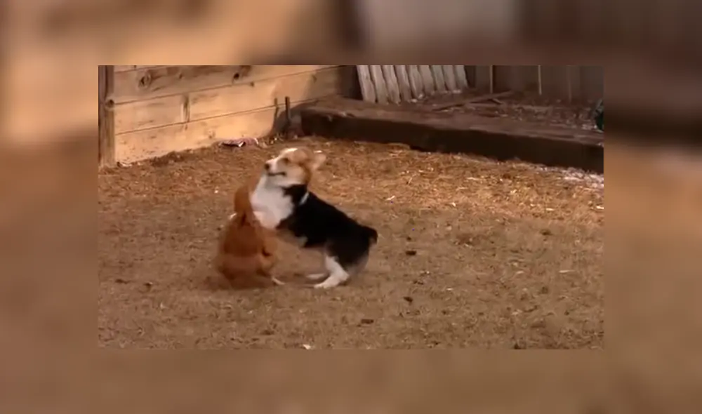 Pato ‘rabioso’ logra detener pelea entre un perro y una gallina [VIDEO]