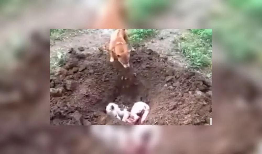 YouTube: perro que entierra a su amigo tras ser atropellado conmueve  | VIDEO