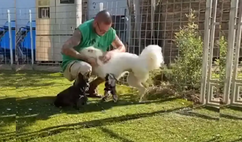 Desliza las imágenes para ver más detalle sobre esta conmovedora escena de Halo, la perrita que pudo caminar por primera vez. Foto: captura de Facebook