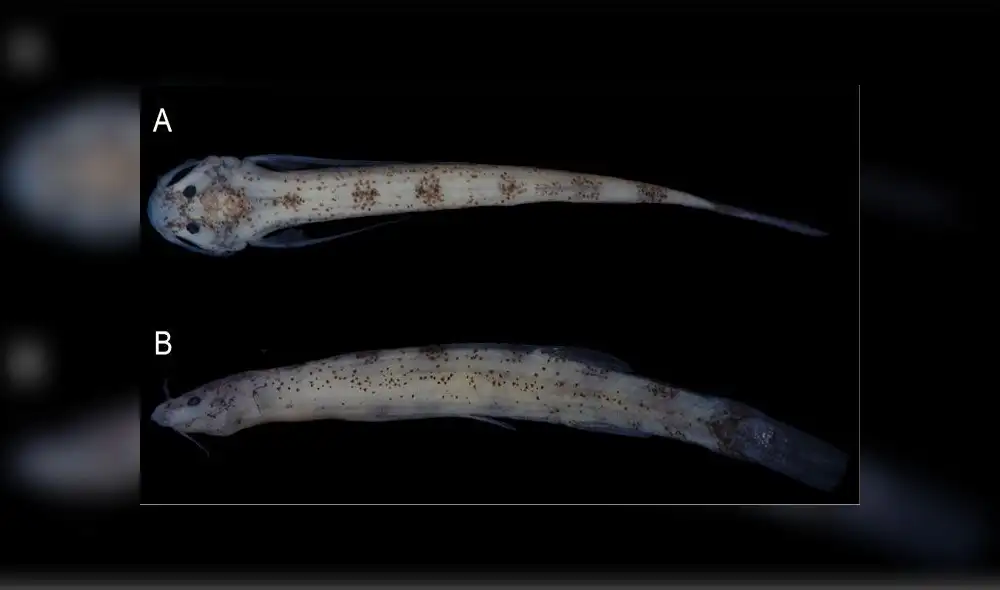 Este nuevo pez bagre es pequeño, semitransparente y tiene manchas dispersas en todo el cuerpo. Foto: National Geographic Este nuevo pez bagre es pequeño, semitransparente y tiene manchas dispersas en todo el cuerpo. Foto: National Geographic