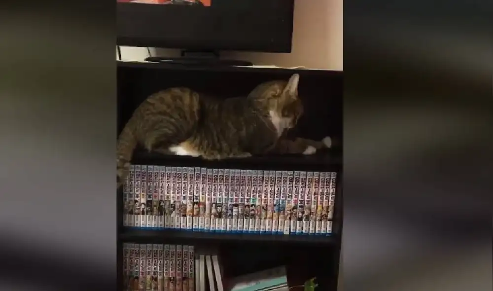 Desliza las imágenes para ver la secuencia del viral. Foto: Captura/TikTok Desliza las imágenes para ver la secuencia del viral. Foto: Captura/TikTok