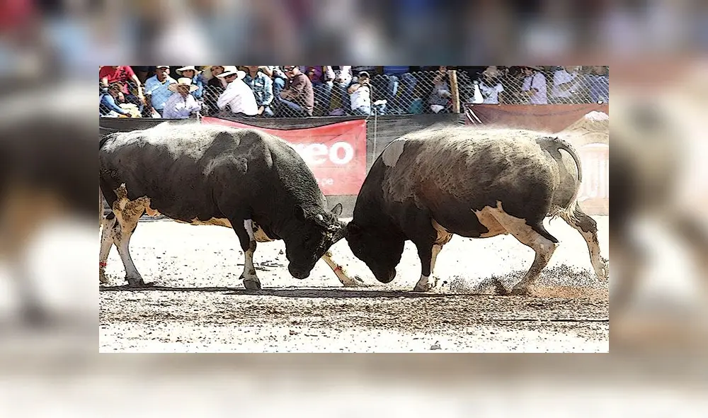 Realizarán marcha para defender peleas de toros en Arequipa Realizarán marcha para defender peleas de toros en Arequipa