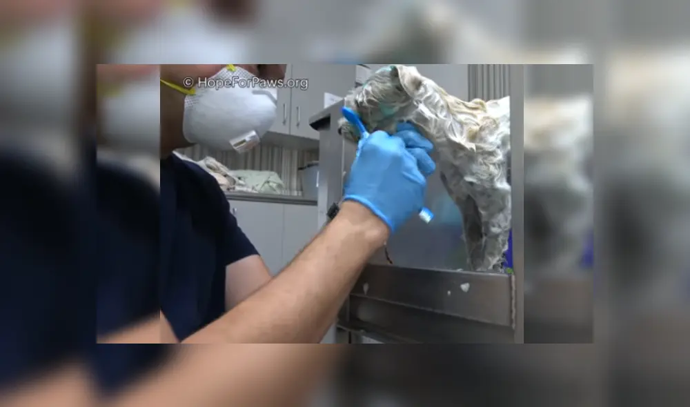 Desliza las imágenes para ver más detalles de esta escena que es viral en YouTube.