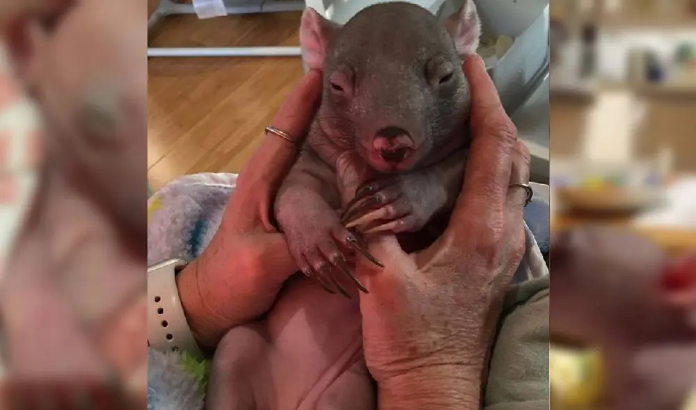 Desliza para ver la historia de la pequeña wombat. Foto: Instagram/@crazy_wombat_lady