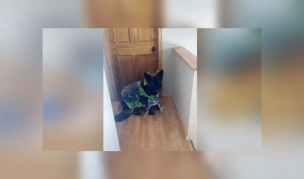 A través de TikTok se hizo viral el momento en que una mujer encuentra todo el destrozó que había hecho su perro.