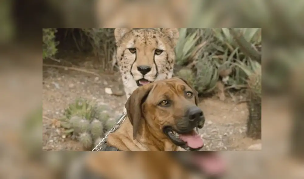 A través de YouTube se hizo viral la historia de un guepardo y un perro, los cuales se conocieron cuando eran unos cachorros.