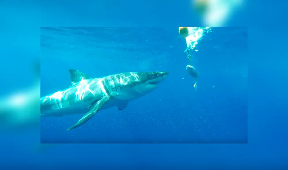 YouTube viral: Enorme tiburón golpea brutalmente en la cara a un buceador [VIDEO] 