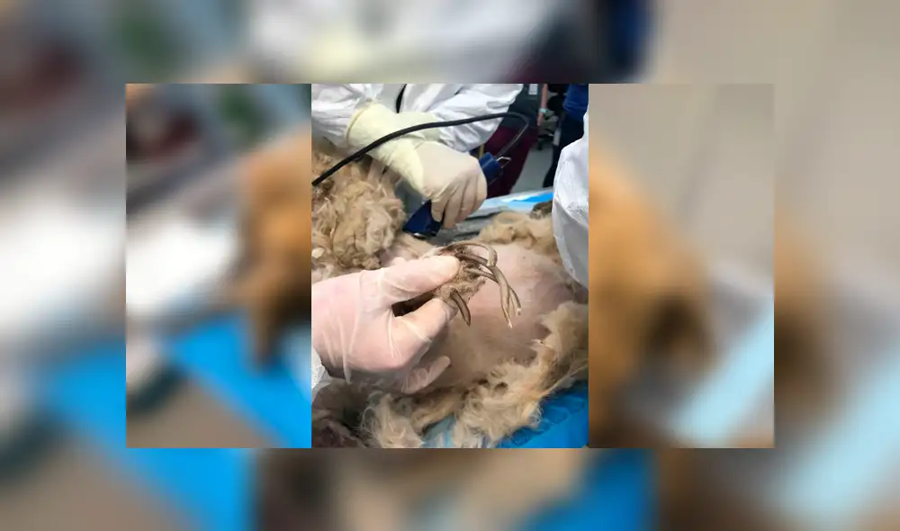 Desliza para ver el aspecto de este perro que conmovió a Facebook. Foto: Captura. Desliza para ver el aspecto de este perro que conmovió a Facebook. Foto: Captura.