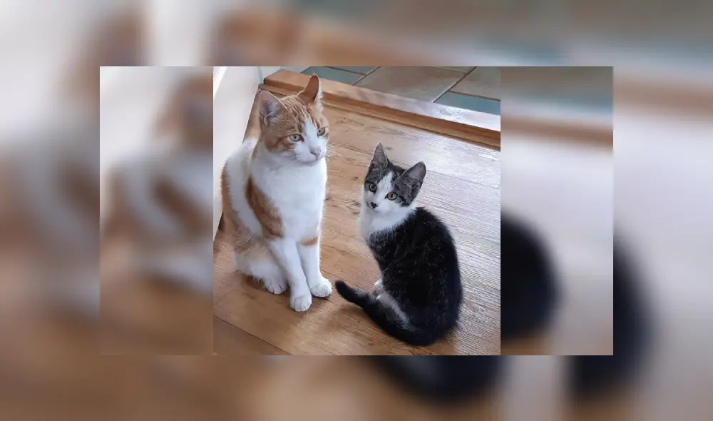 Desliza las imágenes para ver más detalles de esta conmovedora historia que conmovió las redes sociales. (Foto: captura / Facebook) Desliza las imágenes para ver más detalles de esta conmovedora historia que conmovió las redes sociales. (Foto: captura / Facebook)