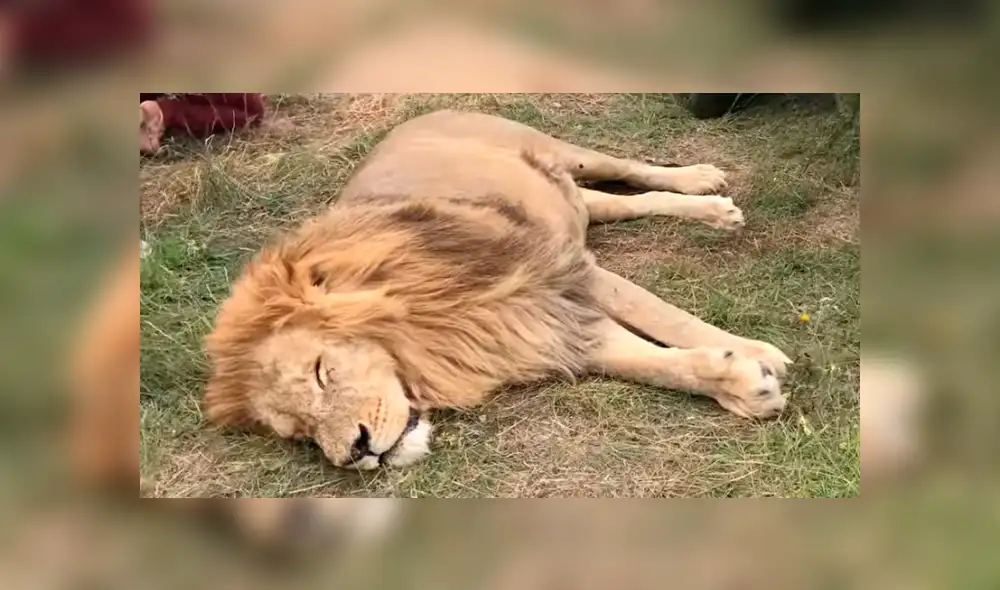 León 'perezoso' arruina fotografía de turistas que hacían safari al quedarse dormido en todo el tour.