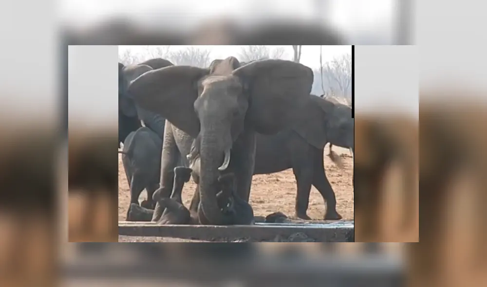 La impactante grabación de YouTube revela el momento en que la mamá elefante reúne a toda la manada para que la ayuden a rescatar a su crío