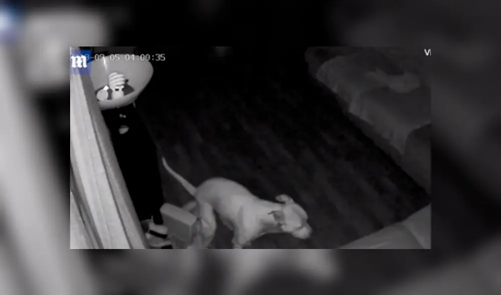 Video en Facebook grabado por cámara de seguridad revela el peor secreto de un pequeño perro. Video en Facebook grabado por cámara de seguridad revela el peor secreto de un pequeño perro.