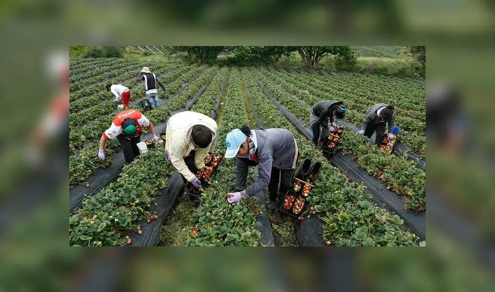 Agricultura orgánica: una alternativa beneficiosa para la salud