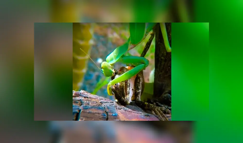 Un video viral muestra la feroz batalla que tuvieron un lagarto y una mantis religiosa. Un video viral muestra la feroz batalla que tuvieron un lagarto y una mantis religiosa.