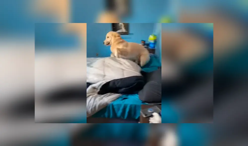Desliza las imágenes hacia la izquierda para apreciar el singular método que aplicó un perro para despertar a su amo. Foto: Captura.